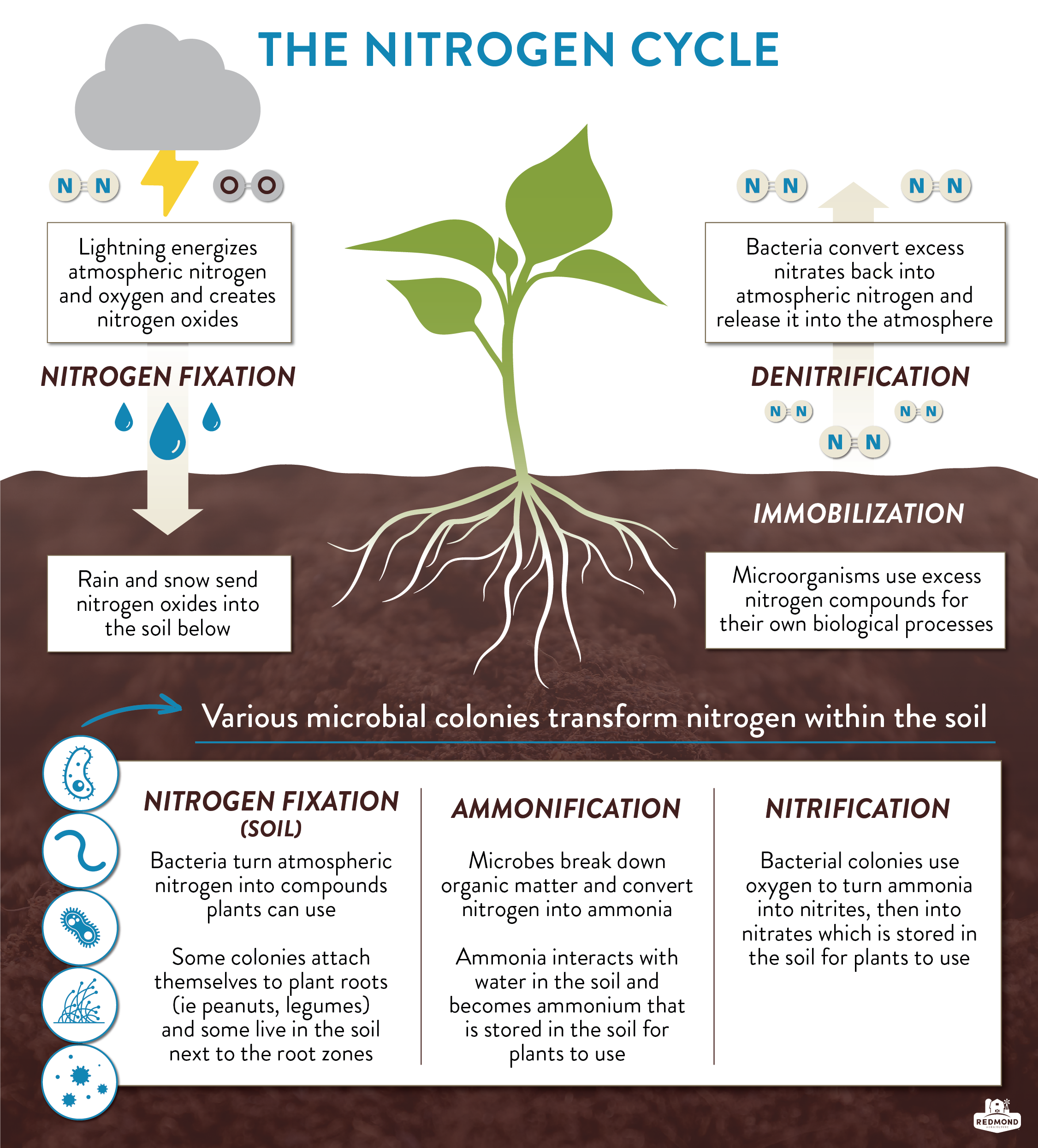 In What Form Do Plants Absorb Nitrogen